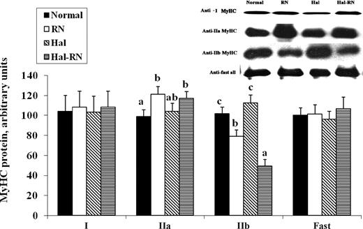 Detection of myosin heavy chain (MyHC) isoforms by Western blot analysis using anti-MyHC type I, IIa, and IIb. a–cMeans with different letters differ within a MyHC isoform (P < 0.05; n = 3 in each sample). RN = Rendement Napole; Hal = Halothane.