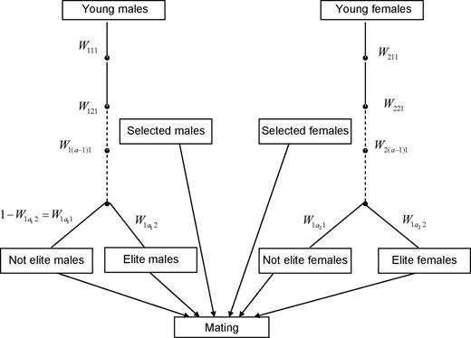 Selection scheme description with individual classes (rectangles), selection steps (•), and selection proportion Wsac (sex s = 1, 2; age a = 1,…,as; category c = 1,2).