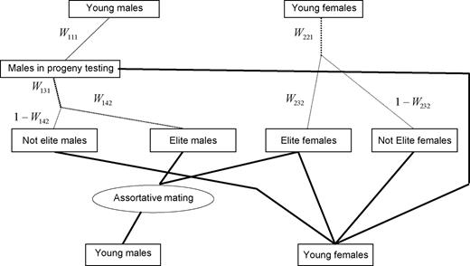 Population description with 7 categories (rectangles), 7 mating paths (thick lines), selection steps (dotted lines), and 5 selection proportions Wsac (sex s=1, 2; age a=1, …, as; category c=1,2).