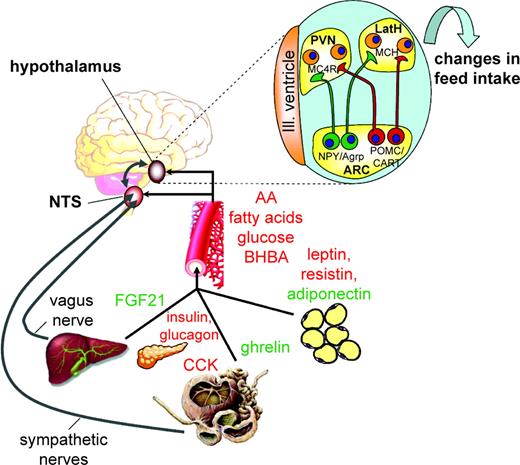 Neural and humoral pathways by which cytokines, hormones, and metabolites interact to regulate feed intake. The brain receives signals from peripheral organs via the bloodstream (black arrows), including gut hormones such as ghrelin, pancreatic hormones such as insulin, from adipose tissue such as leptin, from the liver such as fibroblast growth factor 21 (FGF21), but also absorbed nutrients including glucose and amino and fatty acids. Molecules in red exert anorexigenic signaling, and molecules in green exert orexigenic signaling. Peripheral organs may also signal via autonomous nerves (gray arrows) to the hind brain that process satiety signals. Afferent nerves transmit signals from the gastrointestinal tract (e.g., cholecystokinin (CCK) and by mechanoreceptors measuring distension) and the liver through the vagus nerve and sympathetic fibers to the nucleus of the solitary tract (NTS), where they make connections with hypothalamic centers. The neuropeptide Y (NPY)/agouti-related peptide (Agrp) and pro-opiomelanocortin (POMC)/cocaine- and amphetamine-regulated transcript (CART) neurons are located in the arcuate area (ARC) model first-order neurons (upper right). These neurons project to the paraventricular (PVN) and to the lateral hypothalamus (LatH), where second-order neurons are located. Second-order neurons include neurons expressing orexigenic peptides such as melanin-concentrating hormone (MCH) and orexin A and B, which increase feed intake, but also neurons expressing peptides with anorexigenic traits. MC4R = melanocortin-4-receptor; BHBA = β-hydroxybutyrate. Partially adapted from Schwartz et al. (2000).