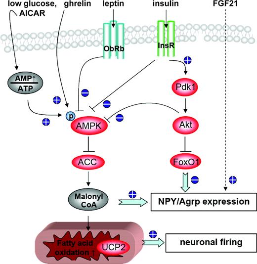Overview of signaling pathways in agouti-related peptide (Agrp)/neuropeptide Y (NPY) neurons regulating feed intake. Hypothalamic adenosine monophosphate (AMP)-activated kinase (AMPK) activity acts via the acetyl CoA carboxylase (ACC) to malonyl CoA pathway to increase Agrp/NPY expression and fatty acid oxidation. Ghrelin stimulates AMPK-mediated fatty acid oxidation, increases uncoupling protein 2 (UCP2) activity, and reduces reactive oxygen species, leading to NPY/Agrp neuron firing. Insulin and leptin activate the 3-phosphoinositide-dependent protein kinase 1 (Pdk1) to Akt pathway, which inactivates the transcription factor forkhead box-containing protein O1 (FoxO1). The FoxO1 stimulates transcription of NPY and Agrp; insulin and leptin suppress expression of these orexigenes. AICAR = AMP precursor 5′-aminoimidazole-4-carboxamide ribonucleoside. ObRb = obese receptor; InsR = insulin receptor; p = phosphate; Akt = protein kinase B; FGF21 = fibroblast growth factor 21.