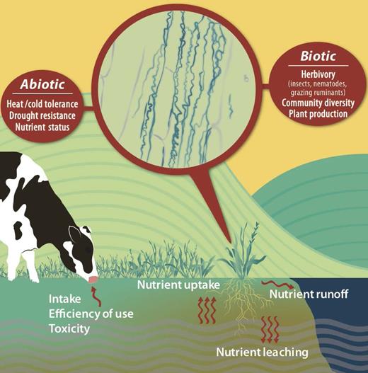 Conceptual diagram illustrating how fungal endophyte symbioses can impact host grass (tall fescue and perennial ryegrass) responses to abiotic factors and affect biotic ecological factors that together can influence pasture ecosystem dynamics, such as nutrient cycling and retention and animal production. See online version for figure in color.