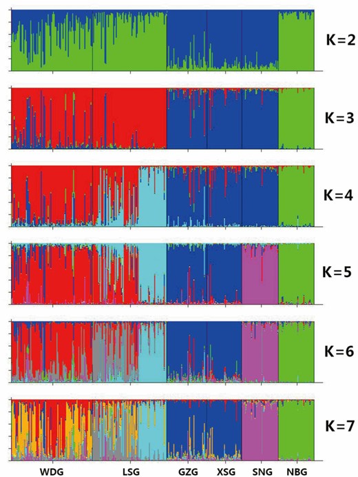 Clustering analysis by structure for the full-loci dataset assuming K = 2 to 7. Breed name abbreviations are labeled below the structure result. WDG, Wendeng dairy goat; LSG, Laoshan dairy goat; GZG, Guanzhong dairy goat; XSG, Xinong Saanen dairy goat; SNG, Saanen dairy goat; NBG, Nubian dairy goat.