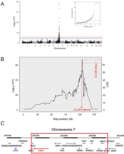 Genomewide association study (GWAS) and reduction of the QTL support interval by linkage and linkage disequilibrium analysis. (A) Manhattan plot and quantile–quantile plot of GWAS results for association of SNP with the number of thoracic vertebrae (THO). The y-axis shows the log10(1/P), and the x-axis shows the physical positions of SNP on the pig chromosome. The genomewide significant and suggestive thresholds are represented by red and blue colors, respectively. (B) Linkage and linkage disequilibrium profile for THO on SSC 7. The left y-axis shows the log10(1/P), and the right y-axis shows the logarithm of odds (LOD) score. The x-axis shows the physical positions of SNP on SSC 7. The red rectangle represents the critical 533.9-kb region estimated by the 5-LOD drop method. (C) Ensembl protein coding genes (http://www.ensembl.org/index.html; accessed 29 Mar. 2017) in the genomic region on SSC 7 encompassing from 103.4 to 104.2 Mb. The red box represents the critical 533.9-kb region. The red arrow represents LTBP2; the blue arrow represents VRTN.