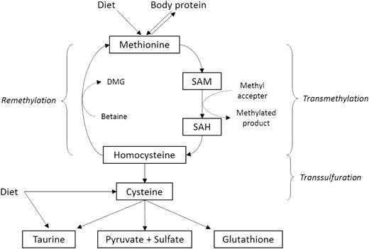Metabolism of sulfur amino acids. DMG = dimethylglycine; SAH = S-denosylhomocysteine; SAM = S-adenosylmethionine.
