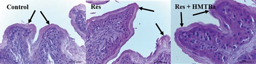 Photomicrography of ruminal papillae (point of the arrows) of calves in the Control, RES, and RES + HMTBa groups. Scale bar = 50 µm.