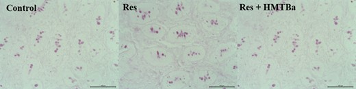 Photomicrography of PAS-positive cells in the duodenum of calves in the Control, RES, and RES + HMTBa groups. Scale bar = 100 µm.