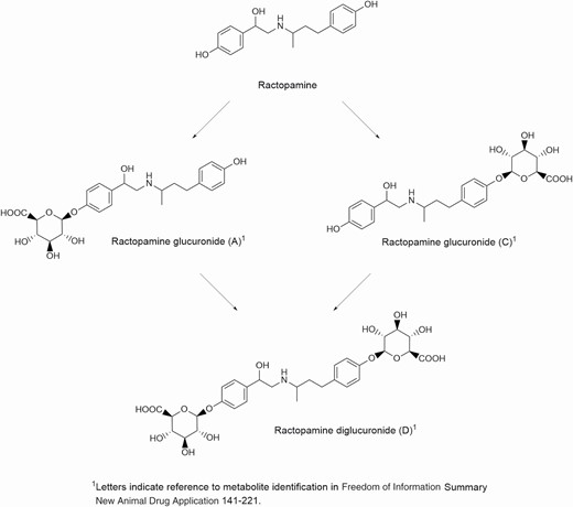 Metabolism of ractopamine.