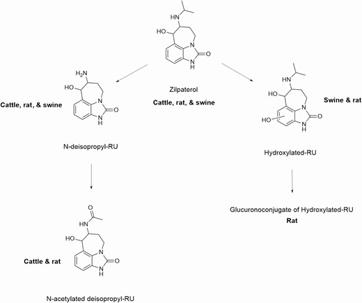 Metabolism of zilpaterol (JECFA, 2014).