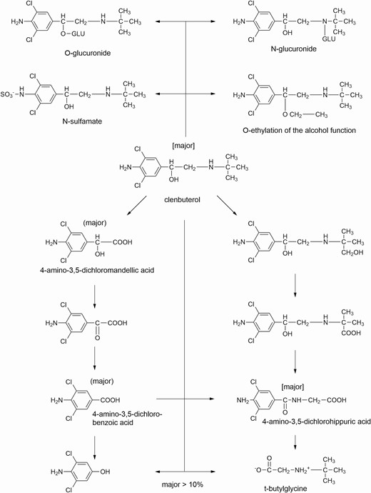 Metabolism of clenbuterol (JECFA, 1996).