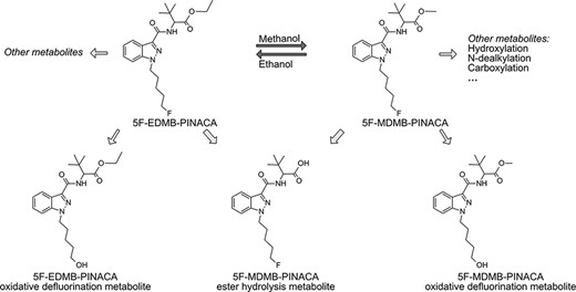 Proposed metabolic pathways for 5F-MDMB-PINACA and 5F-EDMB-PINACA in the presence of ethanol or methanol, respectively.