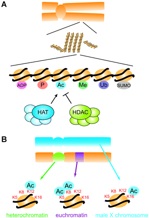 Chromosomes, chromatin, nucleosomes and histone modifications. (A) Schematic representation of a chromosome (upper), chromatin fiber (middle) and nucleosomes (lower). Histones are shown as yellow circles, and DNA is shown as a black line. The nucleosome, the fundamental unit of chromatin, consists of a histone octamer wrapped with 146 bp of DNA. Post-translational modifications of histones are shown in small circles: acetylation (Ac, blue), methylation (Me, green), phosphorylation (P, orange), ubiquitination (Ub, purple), sumoylation (SUMO, gray), and poly-ADP-ribosylation (ADP, pink). HATs (histone acetyltransferases) transfer acetyl groups to histones, and HDACs (histone deacetylases) remove them. (B) Specific acetylation of histone lysine residues in vivo. A schematic summary of the results of Turner et al. (8). K5, K8, K12, and K16 represent histone H4 lysine residues 5, 8, 12, and 16, respectively. Distinct patterns of acetylation are found in different chromosomal regions (see text for details).