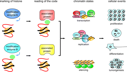 The histone code hypothesis. Schematic of the histone code hypothesis. Histones are labeled with “codes” by histone modification enzymes (“marking of histone” in the figure). These post-translational modifications are recognized by proteins that interact with histones in modification-dependent manners (“reading of the code”). Recruitment of these histone-interacting proteins triggers subsequent reactions on chromatin (“chromatin states”), which cause various changes (“cellular events”).