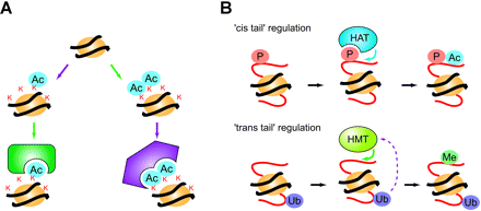 Reading histone codes. (A) Depending on specific patterns established by various histone-modification enzymes, distinct proteins are recruited to chromatin, with specific results (e.g. transcriptional activation/inactivation). (B) Schematic of “chromatin crosstalk.” The efficiency of modification at particular residues depends on pre-existing histone modification patterns. Such interdependency might involve residues in the same histone-tail (‘cis tail’ regulation) or those in different histone tails (‘trans tail’ regulation). Abbreviations: HAT, histone acetyltransferase; HMT, histone methyltransferase.