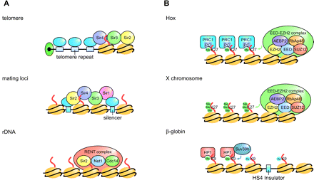 Long-range/chromosome-wide gene expression. (A) Examples of long-range gene regulation in yeast. At telomere-proximal regions (upper) and cryptic mating type loci (middle), Sir2 deacetylates H4-K16 and enhances the assembly of Sir2/Sir3/Sir4 proteins on chromatin in these regions. Sir1 is required for silencing at the mating type loci. The Sir proteins are recruited to the chromosomal regions through DNA-binding proteins that bind to telomere repeat or silencer elements. The RENT (Sir2, Net1, Cdc14) complex regulates silencing at the rDNA locus (lower). (B) Examples of long-range/chromosome-wide gene regulation in higher eukaryotes. At the HOX gene cluster (upper) and on the mammalian X chromosome (middle), H3-K27 is methylated by the EED-EZH2 complex (151, 165). At the HOX gene cluster, methylation enhances the binding of Polycomb (PC) in the PRC1 complex, which leads to silencing of the region. (Lower) Insulators at the β-globin locus are hyperacetylated, and H3-K9 in condensed chromatin region is methylated (80). A silencing protein, HP1, binds to histones methylated at H3-K9 by a histone methyltransferase, Suv39h.