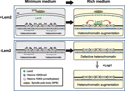 Lem2 functions on heterochromatin formation. Upon transfer to a nutritionally rich condition, Lem2 associates with the inner centromere region and augments heterochromatin formation at the outer centromeric regions in wild-type cells (upper panel). In the absence of Lem2, augmentation of the centromeric heterochromatin formation is diminished (lower panel). This phenotype is rescued by the additional expression of Lnp1. Green circles, Lem2; blue circles, chromatin containing methylated histone H3K9; and white circles, chromatin containing unmethylated histone H3K9. Reproduced from (36).