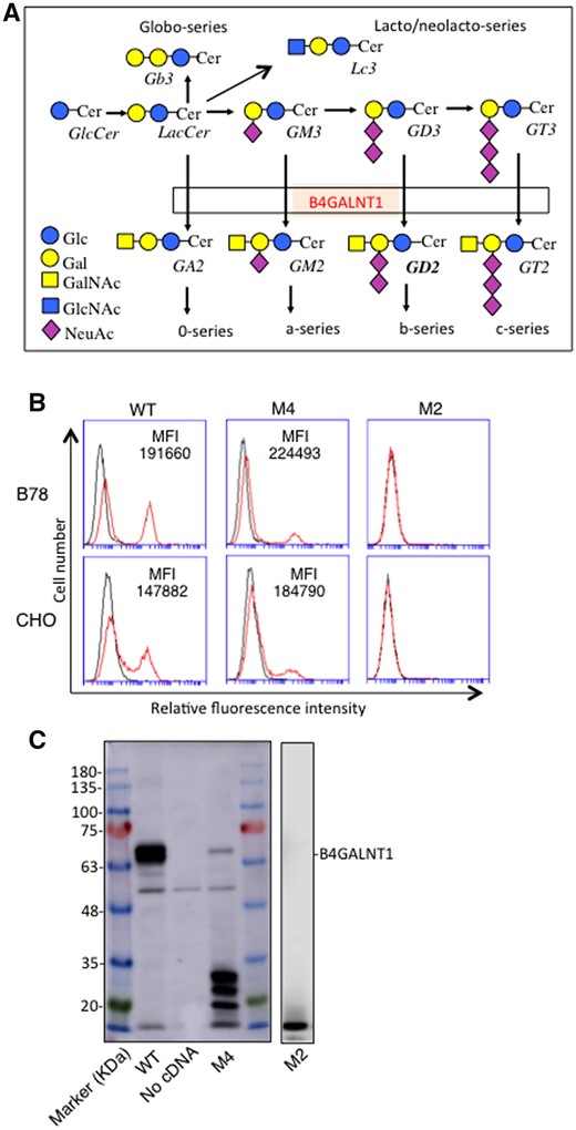 Readthrough of PTC produced full-length B4GALNT1 and resulting product GM2. (A) B4GALNT1 catalyses the transfer of GalNAc to LacCer/GM3/GD3, generating GA2/GM2/GD2, respectively in glycosphingolipid synthetic pathway. (B) Flow cytometry of B78 and CHO cells transiently transfected with cDNAs of B4GALNT1 of WT, mutant M4 or M2. Cells were trypsinized after 48 h of transfection, and incubated with primary antibody. After washing, cells were stained with FITC-conjugated goat antimouse IgG as a secondary antibody. Control cells were prepared with secondary antibody alone. Mean fluorescence intensity (MFI, GM2 peak-negative peak) of each transfectant was shown. (C) Immunoblotting of cell lysates from B78 transfectants with B4GALNT1 cDNAs of WT, mutant M4 or M2. Cell lysates were applied for SDS-PAGE and then blotted onto a PVDF membrane. After blocking, the membranes were incubated with 1:500 fold-diluted anti-B4GALNT1 antibody. Then, the membranes were incubated with HRP-conjugated antimouse IgG (1:2000). Protein bands on the membrane were detected using ImmunoStarTM LD (Wako, Osaka, Japan) luminescence reagent.
