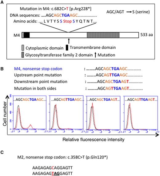 Readthrough of mutant M4 depends on AGC sequence around the PTC. (A) Schematic presentation of B4GALNT1 enzyme of mutant M4, showing nucleotides and amino acids around the PTC, and also a point mutation in the constructed cDNAs by changing C to T in AGC (as AGC/AGT = serine) before and after or both sides of the PTC. (B) At 48 h after transfection into B78 with B4GALNT1 cDNAs, cells were analysed by flow cytometry using anti-GM2 mAb. Expression of GM2 was examined by Accuri C6 CytometerTM. (C) As for M2, CAG was replaced with a stop codon TAG.