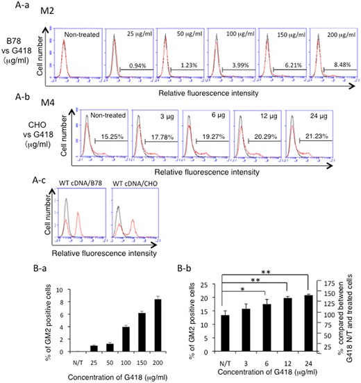 Readthrough of the PTC was induced/increased in a dose-dependent manner by treatment with G418 in M2 or M4 cDNA-transfectant cells. (A) Expression patterns of GM2 as analysed by flow cytometry of B78 cells transfected with mutant M2 cDNA (A-a), or CHO cells transfected with mutant M4 cDNA (A-b). GM2 expression on the transfectants of WT cDNA was also presented for comparison (A-c). After transfection, cells were treated with G418 with various concentrations at 25–200 μg/ml for M2-transfectant cells, and at 3–24 μg/ml for M4 transfectants, and incubated for 48 h. Then, GM2 expression was analysed as described in Fig. 1. Results of representing one of three experiments were shown. (B) Percentages of average GM2-expressing cells from three individual experiments were presented in graphs (B-a, M2 cDNA; B-b, M4 cDNA). *P < 0.05; **P < 0.01.