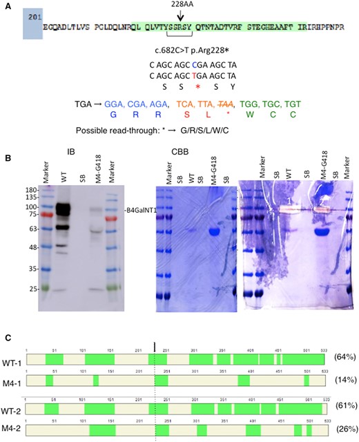 Identification of the readthrough full-length B4GALNT1 protein derived from M4 mutant cDNA. (A) A peptide of B4GALNT1 containing the nonsense mutation at AA228 was shown. Green-coloured sequence is actually identified in MS of WT ProtA-B4GALNT1 fusion protein. This figure shows nonsense mutation at 682nd nucleotide from C to T, and possible readthrough sequences by replacing a new AA with the termination codon, TGA. (B) ProtA-B4GALNT1 fusion proteins consisting of WT or M4 mutated products were purified from culture supernatants and served for western blotting as described in Materials and Methods section. A faint band of M4 protein could be detected, while WT protein was stained with much more intensity. A CBB-stained gel and excision sites (1, 2) were shown. (C) MS analysis was performed by in-gel digestion with trypsin as described in Materials and Methods section. Cover maps of the identified fragments from WT and M4 mutant were presented. Cover rates of the individual samples were also attached. An arrow indicates the nonsense mutation site (AA228). Upper two panels are from measurement by Easy-nLC 1200TM and Orbitrap EclipseTM (Thermo Scientific), and lower two are from Ion Mobility system (FAIMS ProTM) (Thermo Scientific) that can detect further minor components. Note that a fragment immediately following the PTC was identified. Green zones indicate individual peptide fragments identified. Detailed peptide sequences identified are presented in Supplementary Fig. S3.