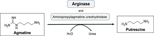 Graphical Abstract
