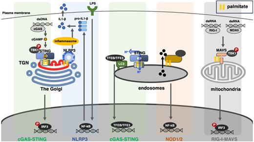 Various PRRs (cGAS, NLRP3, NOD1/2, RIG-I and MDA5) and their associated proteins (STING and MAVS) trigger the innate immune signals on the membrane of organelles that include the Golgi, endosomes and mitochondria. Protein palmitoylation emerges as an integral post-translational modification in the activation of the innate immune signals: it promotes the membrane association for cytosolic PRRs, or clustering of transmembrane-type PRRs and their associated proteins.