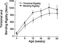 Torsional and bending rigidity increased with age to peak values at 20 weeks. Although absolute rigidity values were higher for bending than torsion, the percent increase from 4–20 weeks was higher for torsion. Despite these minor differences, the age‐related trends were not different between torsion and bending.