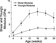  Shear modulus peaked at 16 weeks, while Young's modulus peaked at 12 weeks. By contrast, the corresponding structural properties (torsional and bending rigidity) did not peak until 20 weeks, indicating that bone material stiffness in C57BL/6 female mice matures before whole bone stiffness.