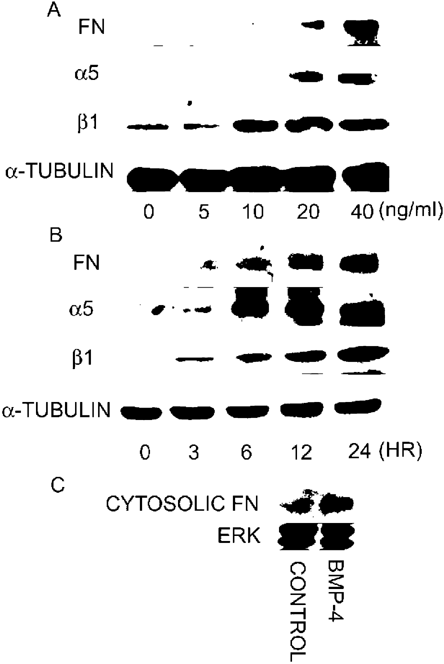 Upregulation of protein levels of Fn, α5, and β1 integrins by BMP‐4. (A) Osteoblast cultures were treated with different concentrations of BMP‐4 for 12 h. The cultures were washed with cold PBS, and protein samples for Western blotting analysis were collected by the direct addition of lysis buffer to cultures without trypsin digestion. Compared with control, BMP‐4 dose‐dependently increased the protein levels of Fn, α5, and β1 integrins. (B) Compared with control, BMP‐4 time‐dependently increased the protein levels of Fn, α5, and β1 integrins at a concentration of 20 ng/ml. (C) Cytosolic soluble Fn levels were measured by obtaining cytosolic fraction of the cultured cells after treatment with BMP‐4 for 12 h. Note that BMP‐4 also increased cytosolic Fn.
