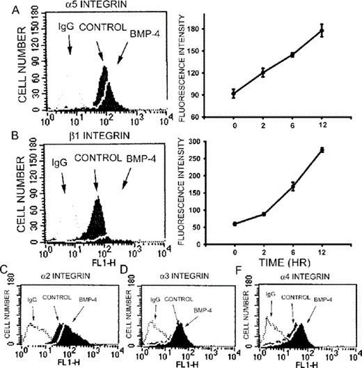 Increase of the cell surface expression of α5 and β1 integrins by BMP‐4 using flow cytometric analysis. Compared with control, treatment with BMP‐4 (20 ng/ml) for 12 h enhanced the fluorescence intensity of (A) α5 and (B) β1integrins, respectively. The quantitative data are shown in the right panels. The cell surface expression of α5 and β1 integrins increased in response to BMP‐4 in a time‐dependent manner. BMP‐4 treatment slightly increased (C) α2, but not (D) α3 or (E) α4 integrin. Data are presented as mean ± SE (n = 3).