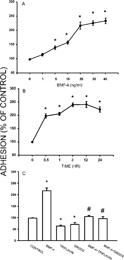 Effect of BMP‐4 on the adhesion of osteoblasts onto Fn. (A) Suspension of osteoblasts was labeled with BCECF/AM and pretreated with different concentrations of BMP‐4 for 30 minutes at 37°. The adherent cells were then examined after incubation for 90 minutes on Fn‐coated 96‐well plates. Note that BMP‐4 potentiates the adhesion of osteoblasts onto Fn in a dose‐dependent manner. (B) Incubation of BMP‐4 (20 ng/ml) with osteoblasts for different time intervals increased the adherent cells time‐dependently. (C) The potentiating effect of BMP‐4 (20 ng/ml, 30‐minute treatment) was inhibited by disintegrins GRGDS and triflavin. Data are presented as mean ± SE (n = 4). *p < 0.05 compared with control. #p < 0.05 compared with BMP‐4‐treated group.
