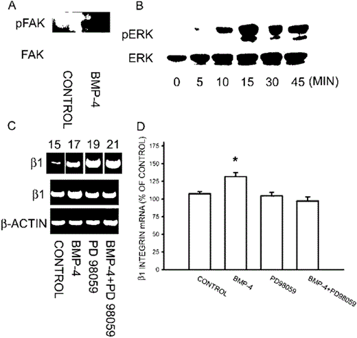 Activation of FAK and ERK by BMP‐4. (A) Osteoblasts were treated with BMP‐4 (20 ng/ml) for 10 minutes, and FAK was then immunoprecipitated from cell lysate. pFAK was detected by Western blotting. Note that BMP‐4 treatment increased the phosphorylation of FAK. (B) ERK was detected from cell lysate after osteoblasts were incubated with BMP‐4 for different time intervals. Note that BMP‐4 treatment increased the phosphorylation of ERK and reached a peak level at 15 minutes. (C) mRNA level of β1 integrin was measured using RT‐PCR and amplification was accomplished with 17 cycles, which was within the linear range of PCR product (cycles of 15 ∼ 21 were shown in the upper panel). Note that BMP‐4 treatment enhanced the mRNA expression of β1 integrin, which was antagonized by MEK inhibitor PD 98059. The quantitative data were shown in D. (mean ± SE, n = 3). *p < 0.05 compared with control.