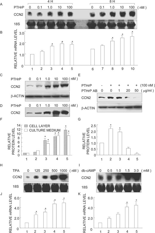 ccn2 gene and protein expression is stimulated by PTHrP or by activation of PKC or PKA. MDA231 cells were treated with the indicated doses of (A) PTHrP for 4 or 8 h, (H) TPA for 8 h, or (I) dibutyryl‐cAMP (db‐cAMP) for 8 h. Total RNA was extracted and analyzed by Northern blotting with a probe for ccn2. Similar cultures were treated with indicated doses of PTHrP in the (C and D) absence or (E) presence of PTHrP neutralizing antibody (PTHrP AB) for 24 h and processed for immunoblot analysis of (C and E) cellular and (D) culture media levels of CCN2 and β‐actin. A representative autoradiogram is displayed. (B, F, G, J, and K) Quantitative analysis by computer‐assisted densitometry. The results obtained from three independent blots represented in arbitrary units were averaged and are displayed. SDs are indicated by vertical error bars. *Statistically significant differences (p < 0.01) relative to controls (vehicle).