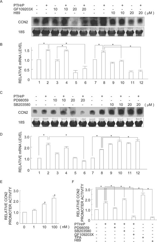 Differential modulation of ccn2 gene expression and promoter activity by PKC, PKA, and MAPK inhibitors. (A–D) MDA231 cells were preincubated with (A) GF109203X, (A) H89, (C) PD98059, or (C) SB203580 for 30 minutes and incubated with 100 nM PTHrP for 8 h. Total RNA was analyzed by Northern blotting (A and C) and band densities were quantified (B and D). A representative result from three individual experiments is shown in A and C. The relative ccn2 mRNA levels normalized by the 18 S rRNA level are displayed with error bars indicating SD. *p < 0.01, significant difference as indicated by the brackets. (E and F) MDA231 cells were transiently transfected with a ccn2 promoter‐reporter construct for the evaluation of promoter activity. (E) The cells were serum starved (24 h) and treated with increasing concentrations of PTHrP. (F) Cells were preincubated with PD98059, SB203580, GF109203X, TPA, or H89 for 30 minutes and incubated or not with 100 nM PTHrP. After 24 h of incubation, firefly luciferase activity was measured. Values are shown as n‐fold values relative to Renilla luciferase activity (internal control). Mean values of the results of three experiments are displayed with error bars of SD. *p < 0.05, significantly different from control or as indicated by the brackets.