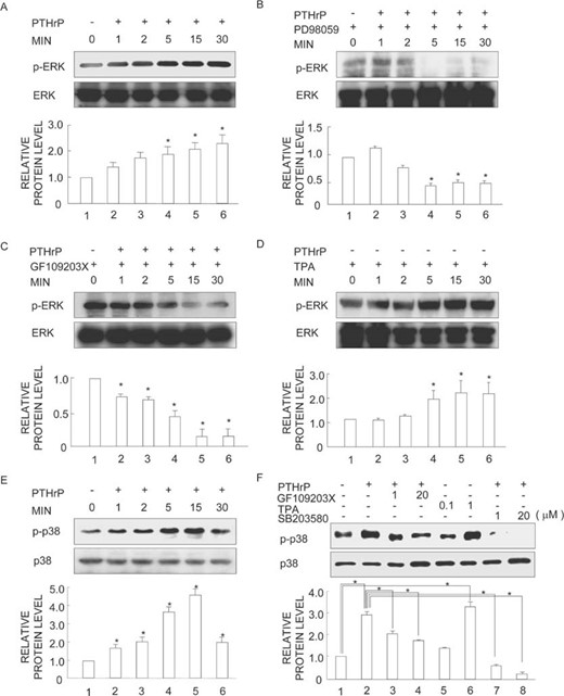 Effects of PD98059, GF109203X, and TPA on PTHrP‐simulated ERK1/2 and p38 MAPK activity. (A and E) MDA231 cells were transferred to serum‐free medium overnight and incubated with 100 nM PTHrP for various time periods. (B–D) MDA231 cells were transferred to serum‐free medium overnight and preincubated with (B) 20 μM PD98059, (C) 20 μM GF109203 X, or (D) 1 μM TPA for 30 minutes and incubated with 100 nM PTHrP or not for various time periods. (F) Cells were preincubated with SB203580, GF109203 X, or TPA for 30 minutes and were further incubated with 100 nM PTHrP or not for 30 minutes. After stimulation, the cells were analyzed for p‐ERK1/2, ERK1/2, p‐p38, or p38 by Western blotting. Bar graphs show the averages of quantified data from three independent experiments with error bars (SD). *p < 0.01, significantly different from the control or as indicated by the brackets.