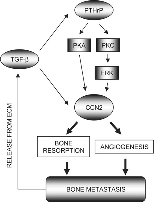 A schema for the roles and regulation of CCN2 in osteolytic metastasis. As a result of bone resorption, TGF‐β is released from extracellular matrix (ECM) and stimulates PTHrP and CCN2 production by tumor cells. CCN2 gene expression is further increased through the autocrine action of PTHrP, which is mediated by PKA and PKC‐dependent activation of an ERK1/2 pathway. Finally, abundantly produced CCN2 stimulate further angiogenesis and osteolysis, maintaining the vicious circle mediated by the three pathways. Such a cycle would potentiate the osteolytic potential of tumors once established in bone.