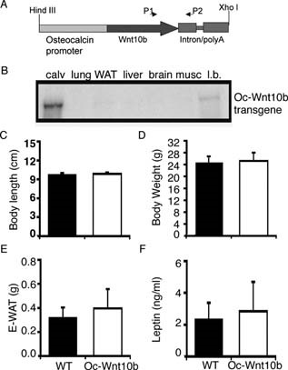 https://doi.org/10.1359/jbmr.070810 social preview image