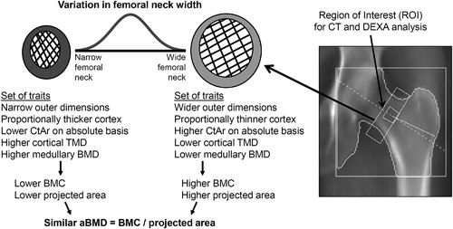 Schematic showing how the interindividual variation in femoral neck width is associated with coordinated changes in several cortical and trabecular traits that lead to individuals acquiring different sets of bone traits by adulthood and that are predictable by external bone size.