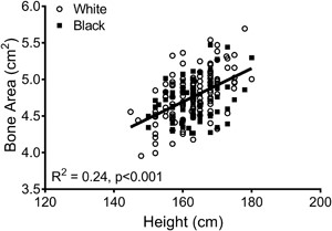 Linear regression analysis showing that bone area measured from DXA increases with body height at baseline.