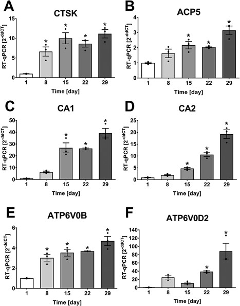 https://doi.org/10.1002/jbmr.3167 social preview image