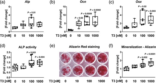 T3 increases differentiation and activity of primary murine osteoblasts. (A–C) Using real‐time PCR analysis, mRNA expression of (A) alkaline phosphatase (Alp), (B) osteocalcin (Ocn), and (C) osterix (Osx) was measured in primary murine osteoblasts after 48 hours of treatment with increasing concentrations of T3. Results were calculated based on the ∆∆CT method, normalized to β‐actin mRNA levels and are shown in x‐fold increase compared with untreated cells. Further, (D) ALP activity was assessed. (E, F) Mineralization capacity of osteoblasts was determined via alizarin red staining at day 10 of differentiation. (E) Representative image of alizarin red stained bone matrix. (F) Quantification of alizarin red staining. Data are represented as the mean ± SD. n = 6–8 per treatment. Statistical analysis was performed by one‐way ANOVA. Statistical significance is denoted versus untreated control.
