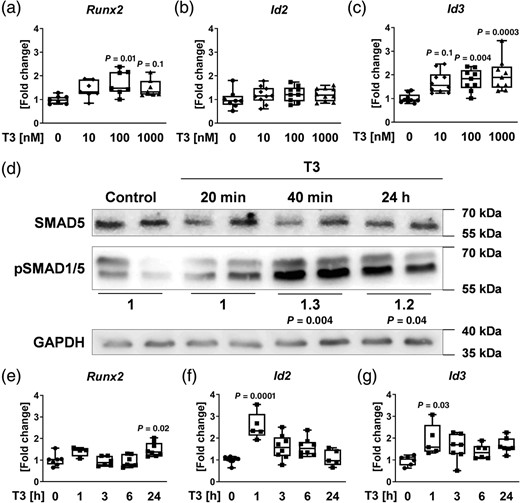 T3 induces canonical BMP signaling. (A–C) Based on real‐time PCR analysis, mRNA expression of (A) runt‐related transcription factor 2 (Runx2), (B) inhibitor of DNA binding (id) 2 (Id2), and (C) Id3 was measured in primary murine osteoblasts after 48 hours of treatment with increasing concentrations of T3. Results were calculated based on the ∆∆CT method, normalized to β‐actin mRNA levels and are shown in x‐fold increase compared with untreated cells. Also, (D) Ser463/465‐phosphorylation of SMAD1/5 was evaluated after 20 minutes, 40 minutes, and 24 hours of T3 treatment by Western blot analysis and normalized to SMAD5 and GAPDH. (E–G) Expression of (E) Runx2, (F) Id2, and (G) Id3 was assessed after indicated incubation times with 100 nM T3 by real‐time PCR analysis. Results were calculated based on the ∆∆CT method, normalized to β‐actin mRNA levels and are shown in x‐fold increase compared with untreated cells. Data are represented as the mean ± SD. Real‐time PCR: n = 8 per treatment. Statistical analysis was performed by one‐way ANOVA. Western blot analysis: n = 3. Statistical analysis was performed by Student's t test. Statistical significance is denoted versus untreated control.