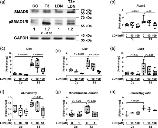 LDN193189 reverses T3‐induced osteoblastogenesis and osteoblast function. Confirming BMP signaling blockade, (A) Ser463/465‐phosphorylation of SMAD1/5 was quantified in primary murine osteoblasts after 40 minutes of treatment with T3 and/or LDN193189 by Western blot analysis and normalized to SMAD5 and GAPDH. (B–E) Using real‐time PCR analysis, mRNA expression of (B) Runx2, (C) Ocn, (D) Osx, and (E) Dickkopf‐1 (Dkk1) was assessed in osteoblasts treated with 100 nM T3 and/or indicated LDN193189 concentrations over 48 hours. Results were calculated based on the ∆∆CT method, normalized to β‐actin mRNA levels and are shown in x‐fold increase compared with untreated cells (Co.). Moreover, (F) ALP activity and (G) mineralization capacity were evaluated. To determine osteoblast to osteoclast interactions, receptor activator of NF‐κB ligand (Rankl) and osteoprotegerin (Tnfrsf11b, internal abbreviation Opg) mRNA levels were determined by real‐time PCR and (H) their ratio was calculated. Data are represented as the mean ± SD. Real‐time PCR: n = 3–8 per treatment. Statistical analysis was performed by one‐way ANOVA. Western blot analysis: n = 3. Statistical analysis was performed by Student's t test. Statistical significance is denoted in the graphs.