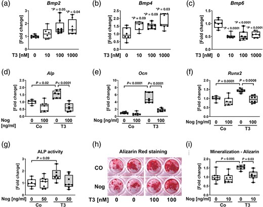 T3‐mediated osteogenic response is inhibited by BMP antagonist noggin. (A–F) Based on real‐time PCR analysis, mRNA levels of (A) Bmp2, (B) Bmp4, (C) Bmp6, (D) Alp, (E) Ocn, and (F) Runx2 were measured in osteoblasts treated over 48 hours with increasing concentrations of T3 and 100 nM T3/noggin (nog), respectively. Results were calculated based on the ∆∆CT method, normalized to β‐actin mRNA levels, and are shown in x‐fold increase compared with untreated cells (Co.). To assess osteoblast function, (G) ALP activity and (H, I) mineralization capacity were evaluated. (H) Representative image of alizarin red stained bone matrix. (I) Quantification of alizarin red staining. Data are represented as the mean ± SD. n = 6–8 per treatment. Statistical analysis was performed by one‐way ANOVA. Statistical significance is denoted in the graphs: * versus untreated control.