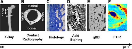 Multiscale assessment of cortical bone properties. (A) Cross sections were obtained 11 cm inferior to the greater trochanter (overview shown with X‐ray imaging). (B) Contact radiography of the cross sections and marking of the lateral quadrant where analyses were performed. (C, D) Assessment of osteocytes and lacunar canaliculi via histology and acid etching. (E, F) Matrix composition determined via quantitative backscattered electron imaging (qBEI) and Fourier transform infrared spectroscopy (FTIR).