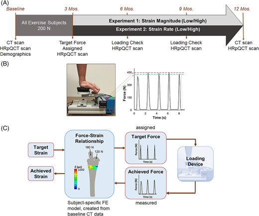 (A) Summary of the data collection timeline for participants assigned to exercise groups. (B) Loading device used to manipulate applied force magnitude via feedback lights (green set to target force minus 10 N, red to target force plus 10 N). Loading frequency was controlled using pre‐recorded auditory cues. The force versus time curve shows a representative load cell signal (black) versus ideal assigned loading stimulus (gray), with dashed lines indicating the forces at which feedback is given. (C) Linear FE model used to estimate energy equivalent strain in the transverse section matching the imaged site. The force‐strain relationship was used to assign each participant a target force and calculate the resulting strain from load cell recordings.