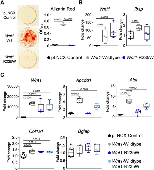 In vitro effect of the Wnt1‐R235W mutation. (A) Representative images and quantification of alizarin red staining of ST2 cells transfected with either empty vector (pLNCX control) or with expression plasmids for wild‐type (Wnt1 WT) or mutant Wnt1 (Wnt1 R235W) after 15 days of osteogenic differentiation. (B) qRT‐PCR monitoring expression of the indicated genes in ST2 cells transfected with the same plasmids after 15 days of osteogenic differentiation. (C) qRT‐PCR monitoring expression of the indicated genes in ST2 cells transiently transfected with the same plasmids and the combination of the wild‐type and mutant plasmid at a 1:1 ratio 24 hours after transfection. Data were analyzed by one‐way ANOVA with Dunnett's multiple comparison test. The p values versus control transfected cells are indicated above the horizontal bars up to a value of 0.1.