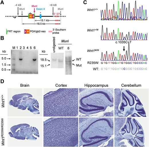 Generation of a mouse model carrying the Wnt1‐R235W mutation. (A) Schematic representation of the targeting construct used to modify the Wnt1 allele in embryonic stem cells via homologous recombination. Black bar = homologous regions used for recombination. Thick gray arrows = extension of the targeting construct from the mutation site in kilo bases. Thin gray arrows = genomic MunI restriction sites. Pink arrow = new MunI restriction site introduced with the targeting construct. Black half‐arrows = primer binding sites for long‐range PCR. Green block = FRT sites. Orange/violet block: neomycin selection cassette. Blue block = exon 4 of Wnt1. Red star = introduced point mutation resulting in the R235W amino acid exchange. Light pink block = binding site for the Southern blot probe. Horizontal gray double arrows = fragments detected by Southern blotting after restriction with MunI. (B) Long‐range PCR gel image with positive signals for the clones 2 and 6 at the expected size of 5 kb (left). Southern blot image of undigested genomic DNA as well as DNA from unmodified cells and clone 6 after restriction with MunI (right). The southern probe detected fragments with sizes corresponding to the wild‐type (18.5 kb) and the mutated (15.1 kb) Wnt1 alleles in clone 6, indicating a heterozygous genotype. (C) Sanger sequencing results of the modified region of Wnt1 in Wnt1+/+, Wnt1+/R235W (Wnt1+/M), and Wnt1R235W/R235W (Wnt1M/M) mice. The black arrow indicates the mutation resulting in the amino acid exchange. (D) Representative histological sections of the brain from 4‐week‐old Wnt1+/+ and Wnt1R235W /R235W mice with detailed images of the cortex, hippocampus, and cerebellum regions.