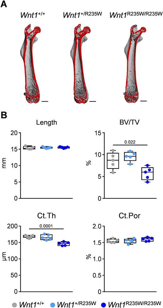 Femoral phenotype of 12‐week‐old female Wnt1+/R235W and Wnt1R235W/R235W mice. (A) Representative μCT images of the femora from Wnt1+/+, Wnt1+/R235W, and Wnt1R235W/R235W mice. The virtual cut plane appears red. Scale bar = 1 mm. (B) μCT‐based quantification of the femur length, trabecular bone volume (BV/TV) in the distal femoral metaphysis, as well as mid‐diaphyseal cortical thickness (Ct.Th) and porosity (Ct. Por) of 12‐week‐old mice with the indicated genotypes. Data were analyzed by one‐way ANOVA with Dunnett's multiple comparison test. The p values are indicated above the horizontal bars up to a value of 0.1.