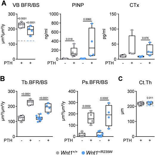 PTH treatment of 52‐week‐old wild‐type and Wnt1+/R235W mice. (A) Trabecular bone formation rate in the vertebral bodies (VB BFR/BS) and serum levels of PINP and CTx of 52‐week‐old female mice after 4 weeks of daily injections of 80 μg/kg hPTH 1–34 (+) in comparison to untreated animals (−). Dashed lines in the first graph represent the mean value of untreated controls from the corresponding genotype. The full data set is shown in Fig. 6B. (B) Quantification of the trabecular (Tb. BFR/BS) and periosteal bone formation rate (Ps.BFR/BS) in femur sections of the same mice. (C) Cortical thickness (Ct.Th.), assessed by μCT, of the same femora. Dashed lines represent the mean value of untreated controls from the corresponding genotype. The full data set is shown in Fig. 5B; sample size n ≥ 4. Data were analyzed by Student's t test. The p values versus control animals of the same genotype are indicated above the horizontal bars up to a value of 0.1.